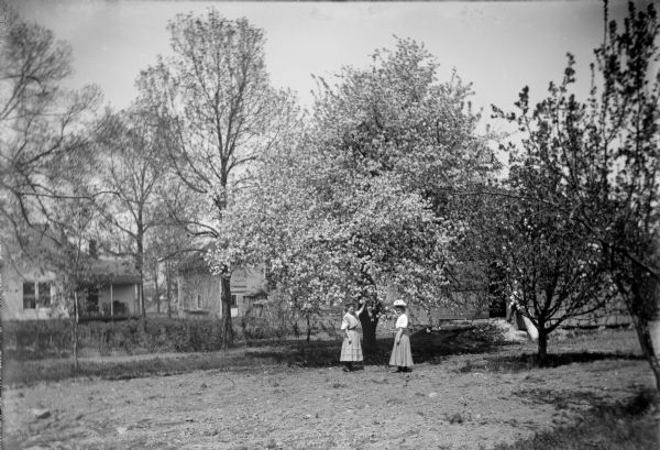 Two women wearing hats and dresses stand under a large, blossoming tree in a garden. They are both reaching up and holding a blossom while looking at the camera. Houses and backyards can be seen through the trees in the background.