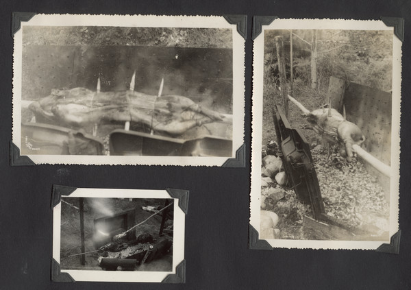 Page from Joy Camps photo album displaying three photographs. Two of the photographs show a large pig carcass on a spit over a grilling area. Another photograph shows a smaller type of meat on a spit over a grill, with a campers legs in the background on the right. Original caption notes that the pig weighed 40 lbs.