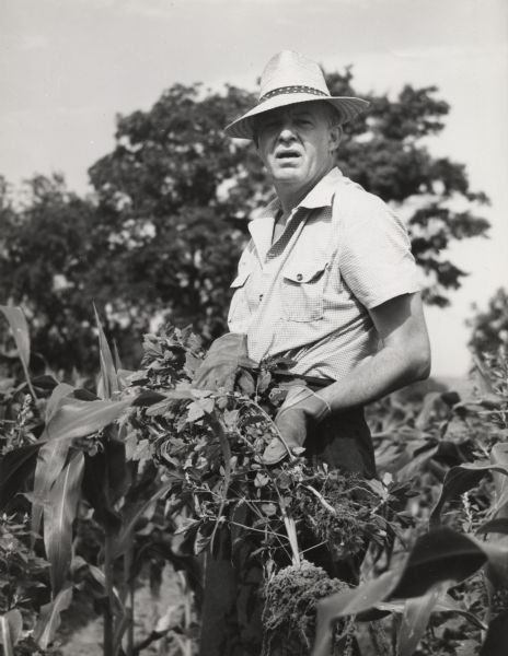 Alfred Lunt pulling weeds in the cornfield at Ten Chimneys.