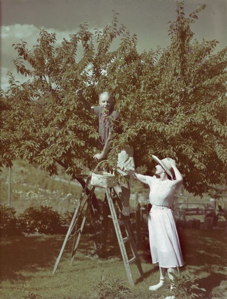 Alfred Lunt standing on a wooden ladder and picking plums from a tree in the Ten Chimneys orchard. Lynn Fontanne stands below holding a basket to collect the fruit.