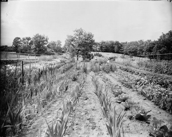 View down rows of vegetable garden at Ten Chimneys of Lynn Fontanne standing on the right and Alfred Lunt standing and waving his hat from a patch of corn. On the left is a stone wall and fences. In the background is a field, more fences, and trees.