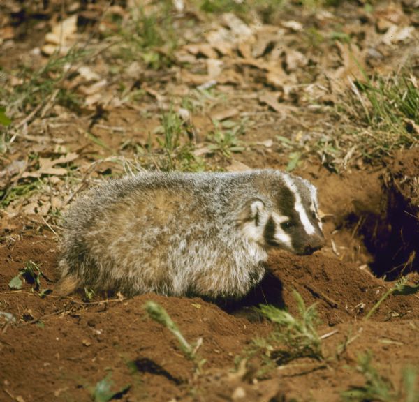 Badger standing near its sett.