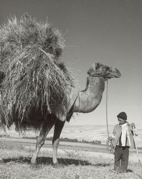 Boy using a halter to lead a camel carrying a large load of grain on its back, in the vicinity of Ardebil in the Azerbijan province of Iran.