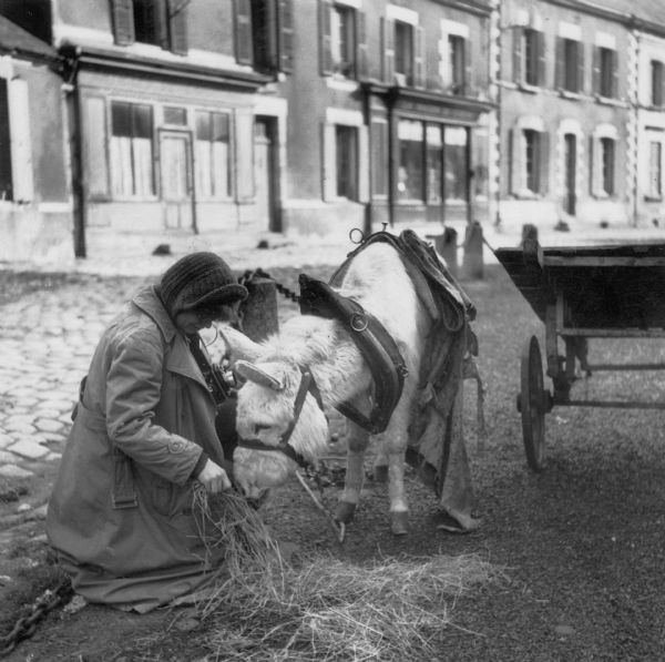 Dickey Chapelle wearing a heavy coat and kneeling to feed hay to a donkey next to a cart on a street in a city in Geurande, France. She has a camera around her neck.