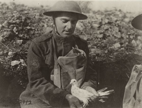 A soldier in uniform holds a pigeon with a message on its leg at the 4th Corps Pigeon Loft, Essey, Meurthe-et-Moselle, France.
