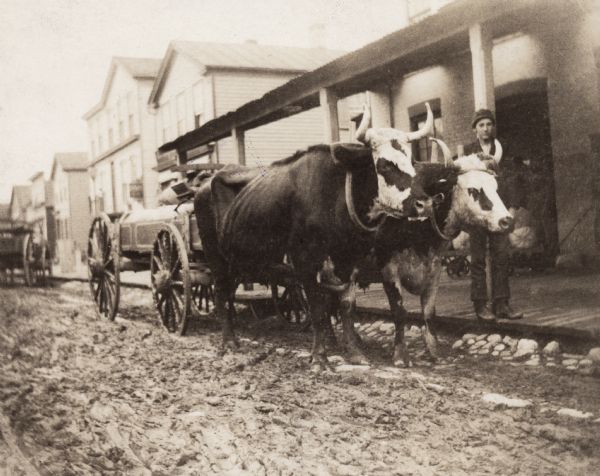 Team of oxen pulling a wagon in front of Schuette Brothers store grain warehouse on a muddy Jay Street. The man standing with the oxen is likely Fred Wilke of Two Rivers, Wisconsin, the owner of the team.