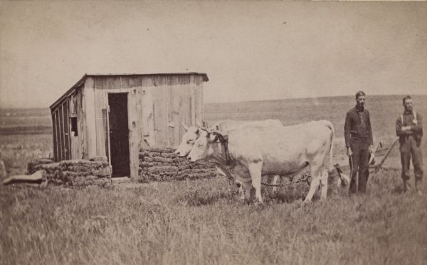 Team of oxen in front of a sod shanty on the Dakota plains. Two men stand behind the team on the right. The animals are hitched to a plow.