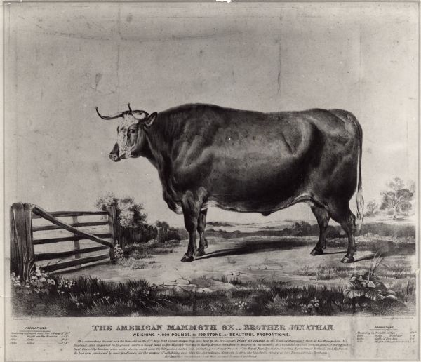 Lithographic print of prize ox.

Inscription beneath title reads: Weighing 4,000 Pounds, or 500 Stone, - of Beautiful Proportions. / This astonishing Animal was Six Years old on the 15th. May 1839: Colour, Dapple Bay; was bred by the Honourable Isaac Hubbard, in the town of Claremont, New Hampshire, New / England, and imported to England under a heavy Bond to Her Majesty's Customs to reship Brother Jonathan to America in six months, this beautiful Creature was exhibited at the Egyptian / Hall, Piccadilly, London, seven weeks, during which time 22,368 persons visited him including most every branch of the Royal Family, and the leading Agricultural Noblemen and Gentlemen, / He has been purchased by some Gentlemen for the purpose of exhibiting him thro the Agricultural districts, to shew the laudable rivalry in our Transaclantic Bretheren - / Her Majesty's Government have been pleased to extend the Bond.

Inscribed with proportions and measurements either side of title.

