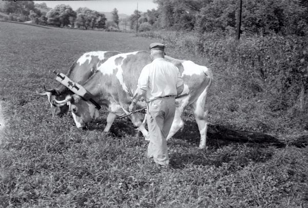 Two oxen hitched to a yoke grazing as a farmer, Oscar Sayles, stands beside the team. The animals are named Tom and Jerry.
