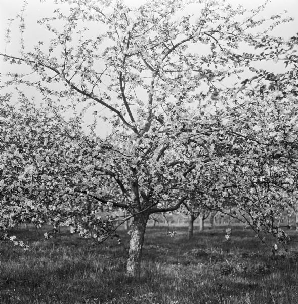 A blossoming apple tree at the Wisconsin State Horticultural Society's trial orchard.