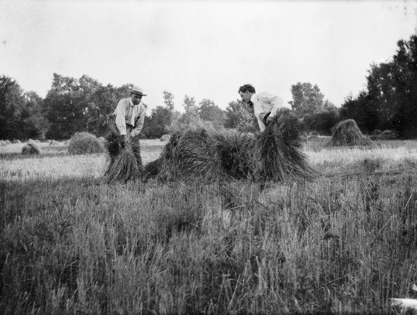 Two men in a cleared field piling cut grains.