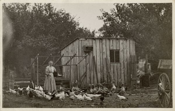 An unidentified woman standing near a shed is feeding chickens and geese in the barnyard.