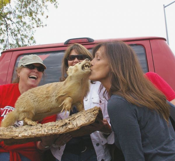 A young lady kissing a stuffed Badger on game day as two friends are watching and laughing. Behind the group is a red automobile.