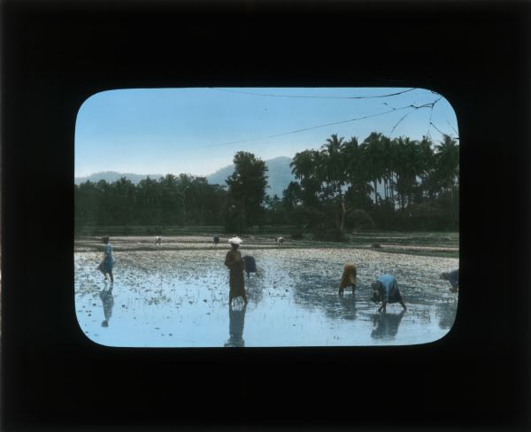 Hand-colored lantern slide of workers in a rice field planting rice. Carrie Chapman Catt described the conditions of rice plantations in her journal from her trip to China as "not something most would care for."
