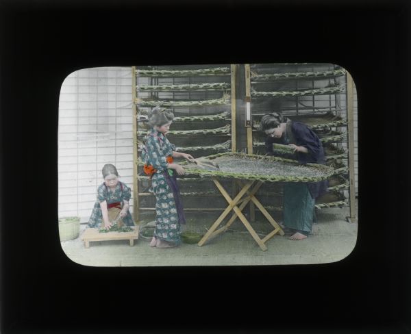 Hand-colored lantern slide of a kneeling girl on the left who is cutting tea on a wooden board on the ground. A girl and a woman stand working on a woven mat on a stand, spreading the tea leaves to dry. The shelves behind them are used to hold the mats while the tea dries. The girls are wearing patterned kimonos. The woman is wearing a kimono in solid colors. All are barefoot.