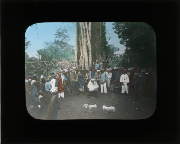 In her journal from India, Carrie mentions cock fights, describing them as a "barbaric form of entertainment". Here is shown a group of men watching one such fight. In the background is a Banyan tree, Carrie's favorite type of tree. In her journal from India, she writes, "I never dreamed that I would ever see [a banyan tree] but they are plentiful in India, Ceylon, and the tropical islands".