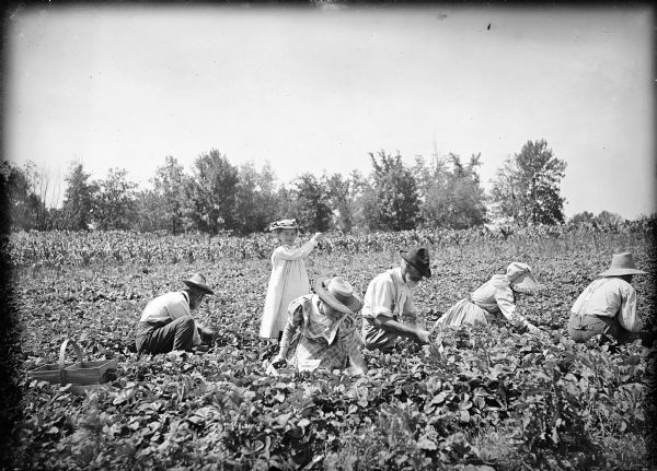 The Turvill family picking strawberries on their family farm. Five family members, men and women, are crouched in the field picking, and a young girl stands in the center pointing to the right. Trees are in the background.
