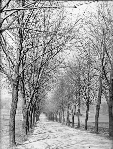 View down Linden Drive on the University of Wisconsin-Madison campus. Original caption reads, "Linden Drive in the spring time." Trees line both side of the road, with fields in the background.