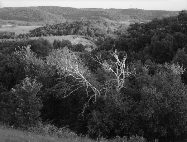 Elevated view of landscape, with large dead birch tree, looking south east near the junction of Highways 19 and 78.