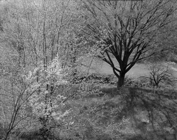 Trees in bloom and black branches against the light, taken in a pasture.
