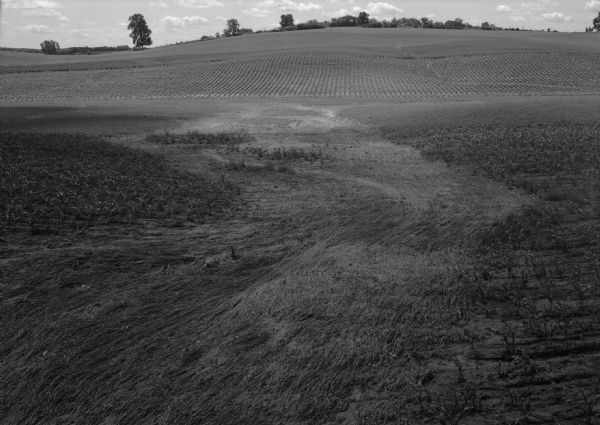 Big washout through cornfield after heavy rain. In the background is a field with crops leading up to a low hill crowned with trees.