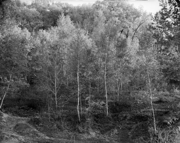 Spring birch forest from Katzenbeuchel Road.
