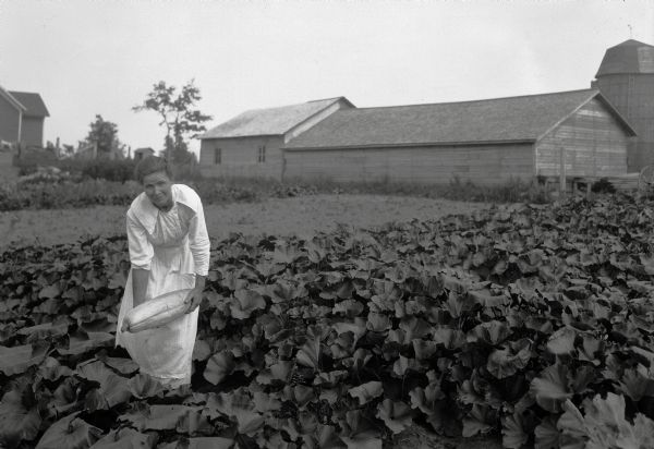 A woman stands amid a patch of squash plants and displays a large squash in Marinette County.