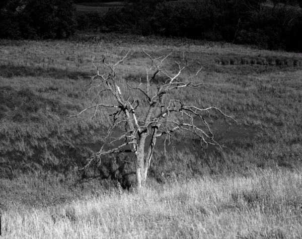 Dead tree at the edge of a marsh. The background fades to black.
