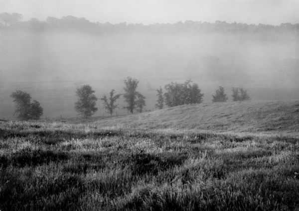 Fog settles among a line of trees in a valley. In the background, the tops of another line of trees is visible.