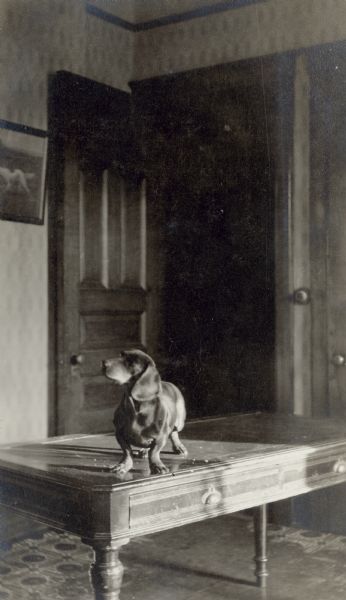 Fritzie, the pet Dachshund of the Schmidt family, poses standing on a library table in the family home in Chicago. There is a framed picture of a hunting dog on the wall to the left.