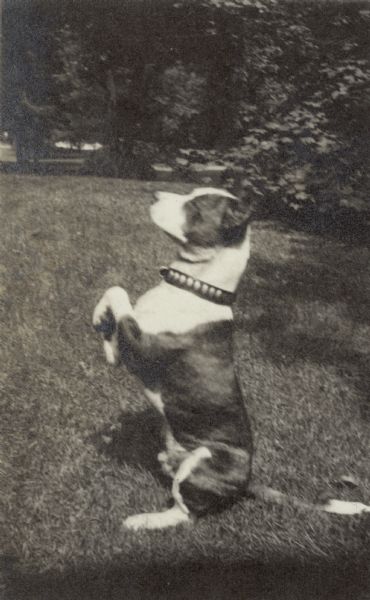 A small dog is photographed in profile as he "sits up." He is wearing a studded collar.