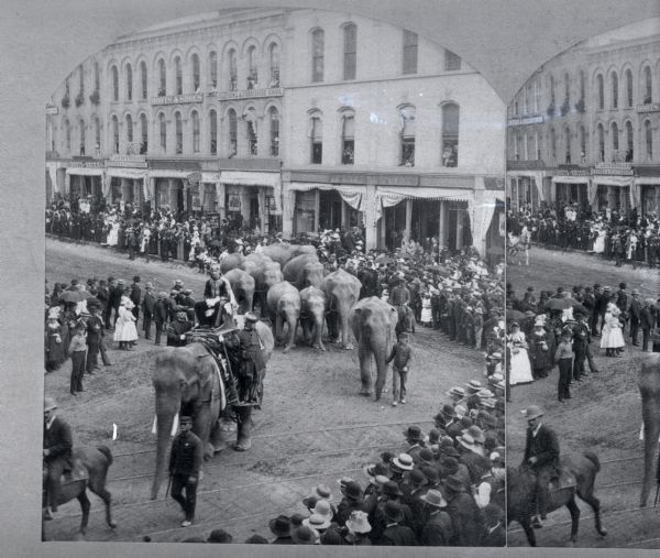 Elevated view of a parade of elephants on Pinckney Street, with a man on a horse on the far left, and a crowd of people watching from the sidewalks. The lead elephant has a man in costume sitting in a chair on its back, and two men on either side of the chair standing on platforms attached to the chair. Behind, a group of elephants are walking while chained together. Commercial buildings are in the background.