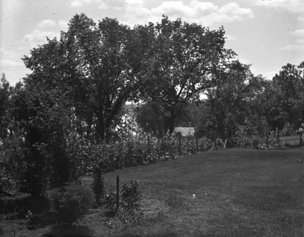 Elevated view of the grass tennis court from the yard of the Fairchild house at 302 Monona Avenue (later renamed Martin Luther King Boulevard). Trees, plants and flowers surround the court, and in the background is Lake Monona.