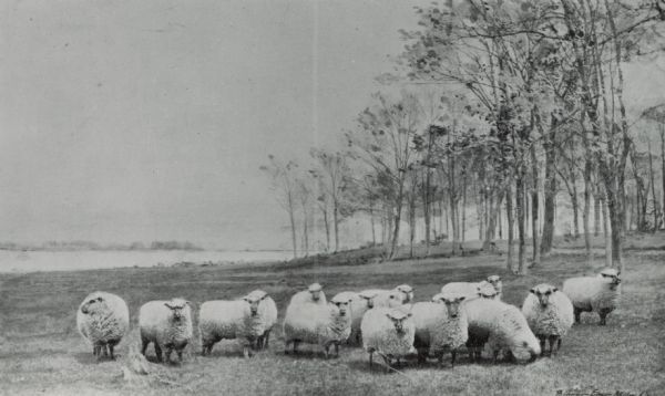Flock of Shropshire sheep at the University of Wisconsin Station Farm. 