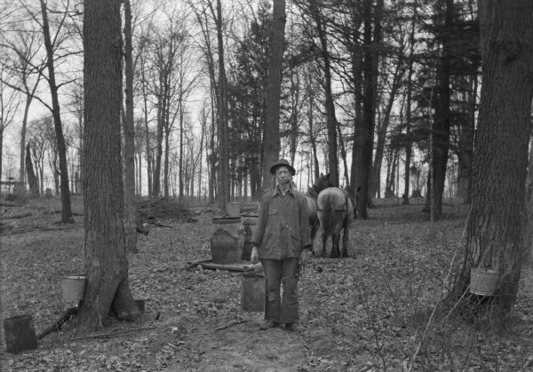 Louis Blanchard collecting maple sugar near Cornell.