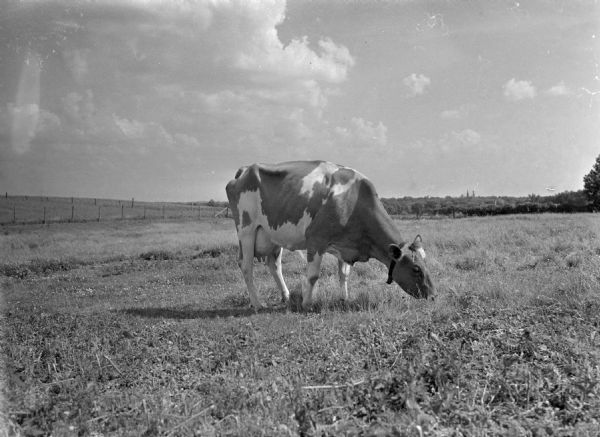 Cow grazing in a pasture. Taken from The Writer's Program to be used as an illustration for "Wisconsin: a Guide to the Badger State."