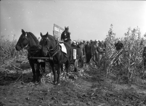Three-quarter view from front left of a man driving a two-horse team pulling a Buckeye wagon in a cornfield. Behind the wagon is a group of men watching a man on the right standing near a row of cornstalks.