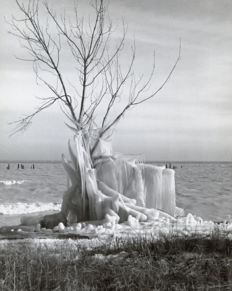 View across grass towards a tree on the shore of Lake Michigan which has accumulated ice from the waves and spray.