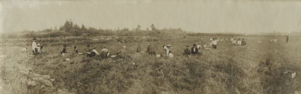 Panoramic slightly elevated view of Winnebago (Ho-Chunk) Indians harvesting cranberries by hand at Gebhart's Marsh.