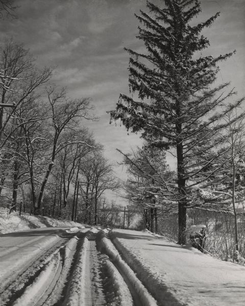 View down center of a road in winter after a fresh snow. Pine trees are along the right, and deciduous trees are on the left. 