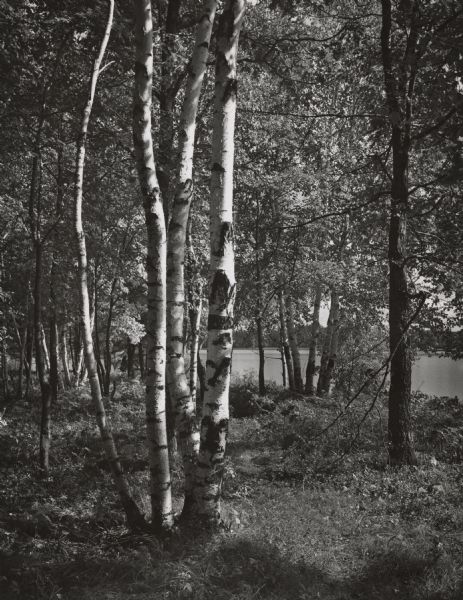 A copse of birch trees in the woods alongside a lake.