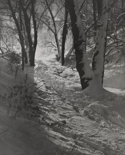 A snowy walking trail in a park, through the trees, in the snow by moonlight.