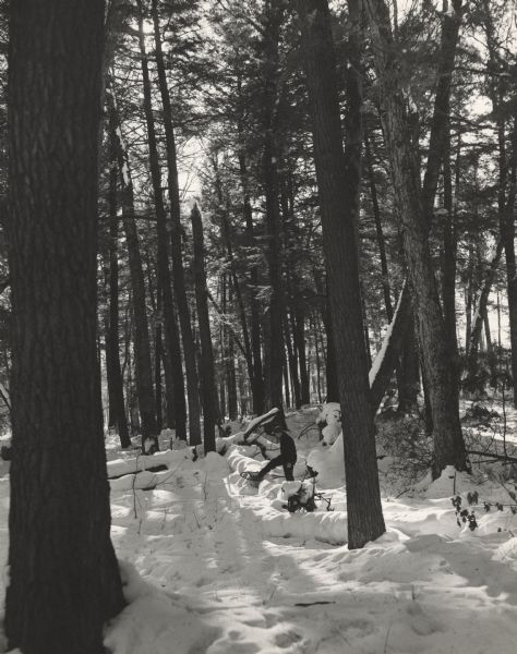 A man snowshoeing in an old growth forest.
