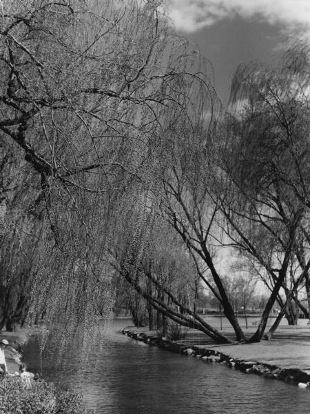 Weeping willows overhanging the Rock River in a city park. An adult and child are in the lower left. Rocks are along the shoreline.