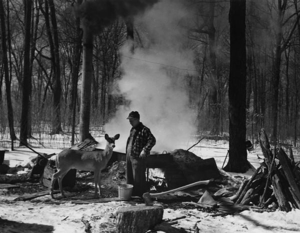 A deer is standing next to a man as he is boiling maple sap over a fire pit in the woods at Blue Farm. Steam and smoke are rising up into the air. On the right is a wood pile, and a sap collection can is on a tree. In the foreground is an ax and chopping block.