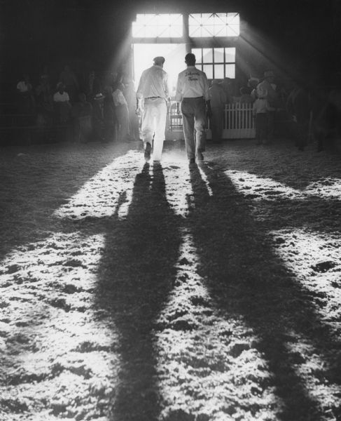 Rear view of two men walking towards the door after the cattle judging at the Walworth County Fair. Sunlight is streaming through the doors and windows, back lighting the figures and throwing long shadows. One man has "Lakeside Farm" embroidered on his shirt. Spectators are on each side of the door, and sawdust is on the ground.