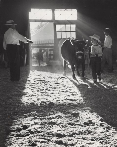A young boy leads his calf during the cattle judging at the Walworth County Fair. Sunlight is streaming through the doors and windows, back lighting the figures and throwing long shadows. Spectators are seated in and around the door, and sawdust is on the ground.