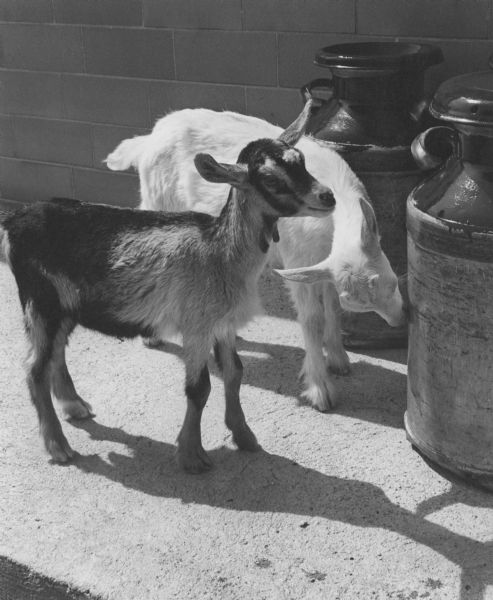Two goats on a goat farm are standing near two milk cans next to the side of a building.