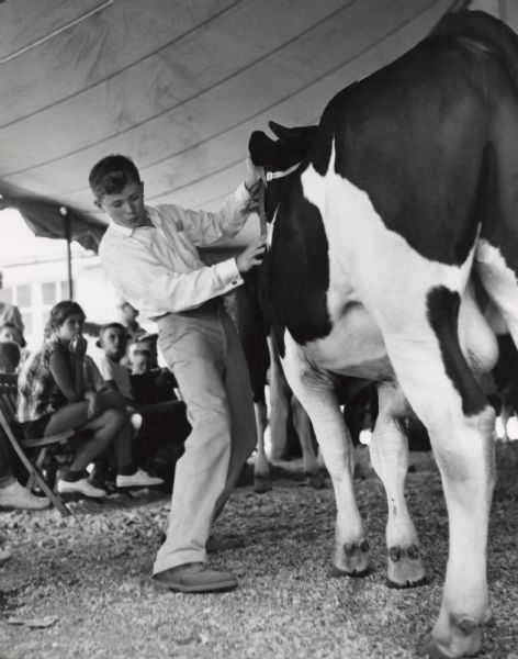 A boy is lining up his bull for judging in the Waukesha County Junior Fair. The event is taking place in a tent. Spectators in folding chairs are sitting on the left.