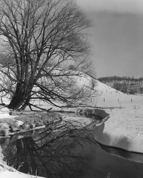 Black Earth Creek with November Snow. The water meanders and a large tree grows on the bank.
